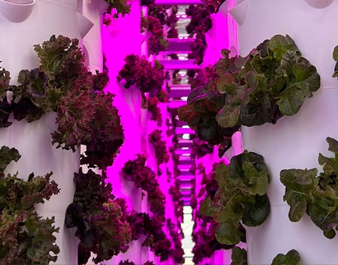 Sokovo's vertical farm inauguration at Dubai Industrial City for food security